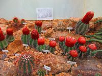 Botanická zahrada (Liberec)