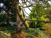 Botanická zahrada (Liberec)