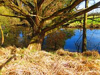 Sýkorky (Hradec Králové)