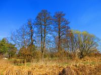 Sýkorky (Hradec Králové)