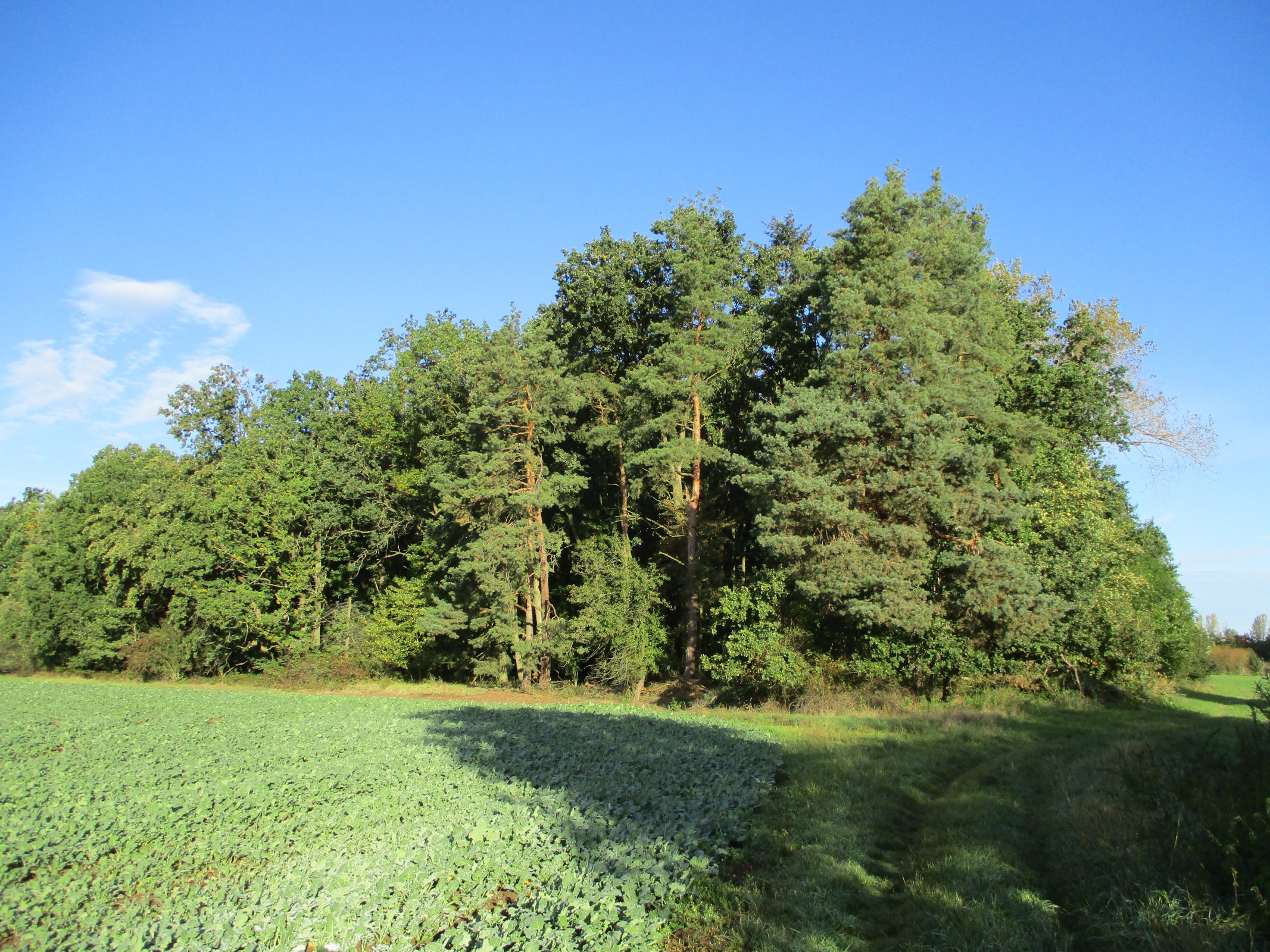 Zaniklý Březhradský rybník v Plačicích
