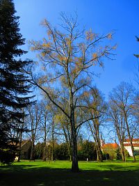 Lázeňský park (Lázně Bohdaneč)