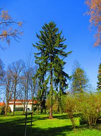 Lázeňský park (Lázně Bohdaneč)