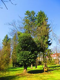 Lázeňský park (Lázně Bohdaneč)
