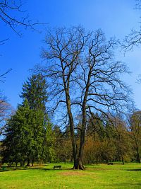 Lázeňský park (Lázně Bohdaneč)