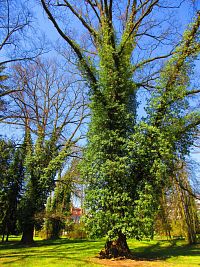 Lázeňský park (Lázně Bohdaneč)