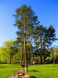 Šimkovy sady (Hradec Králové)