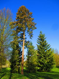 Šimkovy sady (Hradec Králové)