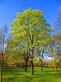 Šimkovy sady (Hradec Králové)