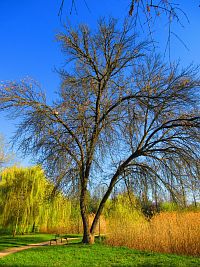 Šimkovy sady (Hradec Králové)