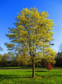 Šimkovy sady (Hradec Králové)