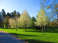 Šimkovy sady (Hradec Králové)