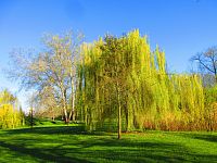 Šimkovy sady (Hradec Králové)