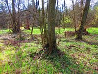 Haltýře (Na Haltýři, Hradec Králové)