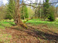 Haltýře (Na Haltýři)