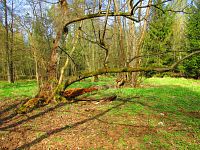 Haltýře (Na Haltýři, Hradec Králové)