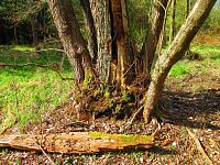 Haltýře (Na Haltýři, Hradec Králové)