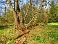 Haltýře (Na Haltýři, Hradec Králové)