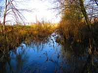 Piletický potok před Pouchovem (Hradec Králové)