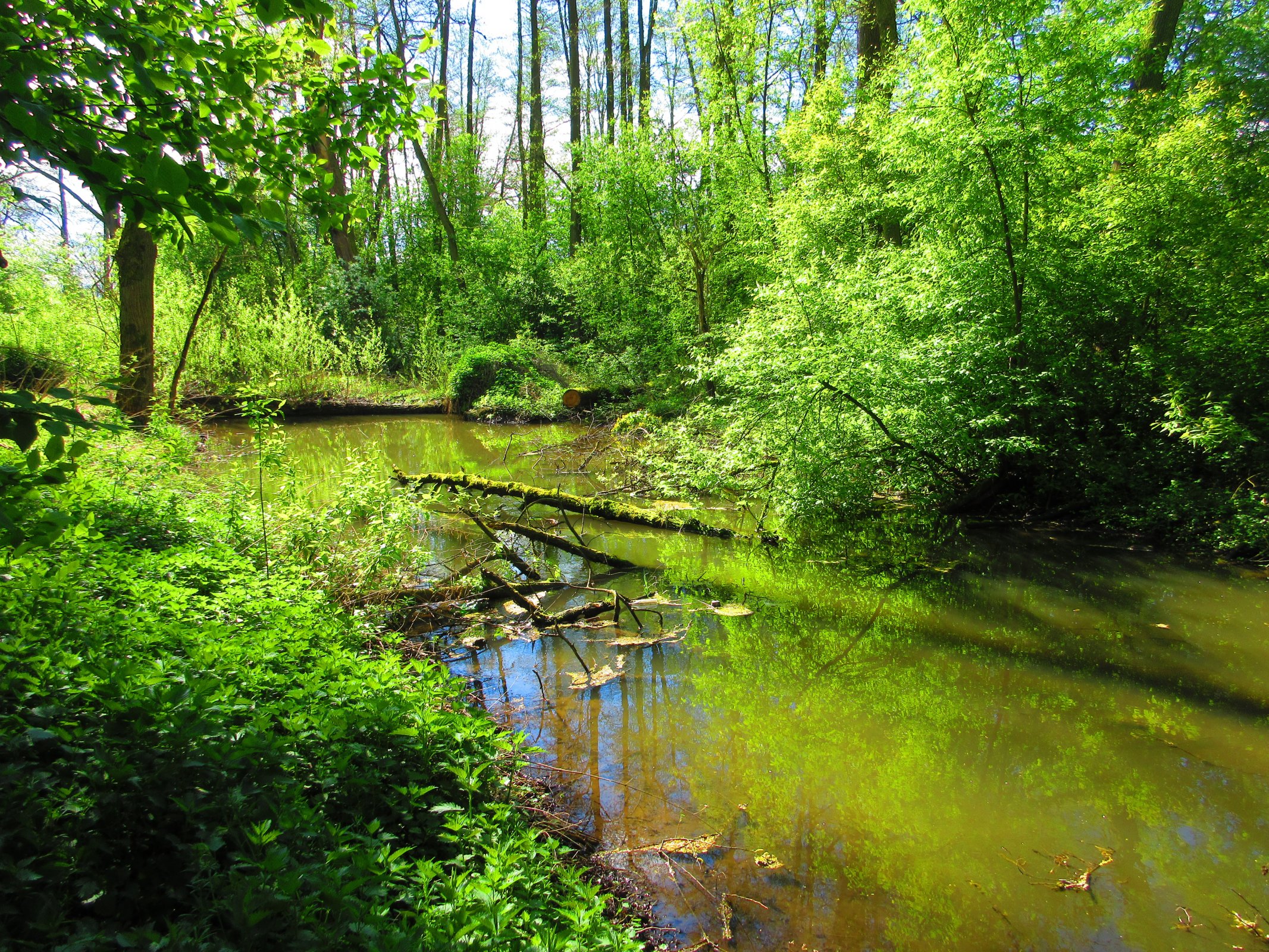 Mokřady u Malého Labského náhonu v Březhradě