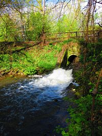 Mokřady u Malého Labského náhonu v Březhradě (Hradec Králové)