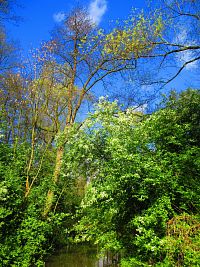 Mokřady u Malého Labského náhonu v Březhradě (Hradec Králové)