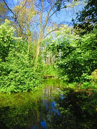 Mokřady u Malého Labského náhonu v Březhradě (Hradec Králové)