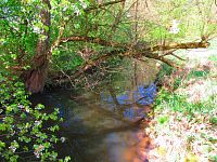Mokřady u Malého Labského náhonu v Březhradě (Hradec Králové)