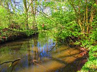Mokřady u Malého Labského náhonu v Březhradě (Hradec Králové)