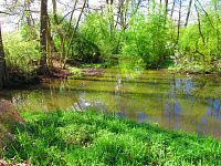 Mokřady u Malého Labského náhonu v Březhradě (Hradec Králové)