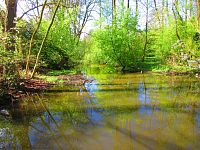 Mokřady u Malého Labského náhonu v Březhradě (Hradec Králové)
