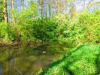 Mokřady u Malého Labského náhonu v Březhradě (Hradec Králové)