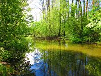 Mokřady u Malého Labského náhonu v Březhradě (Hradec Králové)