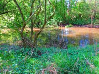 Mokřady u Malého Labského náhonu v Březhradě (Hradec Králové)