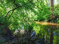 Mokřady u Malého Labského náhonu v Březhradě (Hradec Králové)