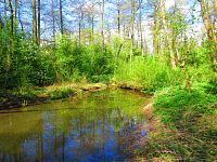 Mokřady u Malého Labského náhonu v Březhradě (Hradec Králové)