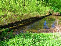 Mokřady u Malého Labského náhonu v Březhradě (Hradec Králové)