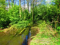 Mokřady u Malého Labského náhonu v Březhradě (Hradec Králové)