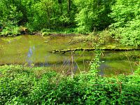 Mokřady u Malého Labského náhonu v Březhradě (Hradec Králové)