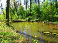 Mokřady u Malého Labského náhonu v Březhradě (Hradec Králové)
