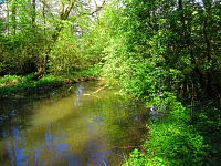 Mokřady u Malého Labského náhonu v Březhradě (Hradec Králové)