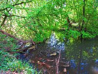 Mokřady u Malého Labského náhonu v Březhradě (Hradec Králové)