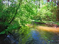 Mokřady u Malého Labského náhonu v Březhradě (Hradec Králové)