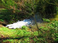 Mokřady u Malého Labského náhonu v Březhradě (Hradec Králové)