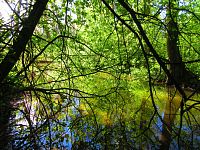 Mokřady u Malého Labského náhonu v Březhradě (Hradec Králové)