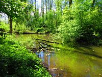 Mokřady u Malého Labského náhonu v Březhradě