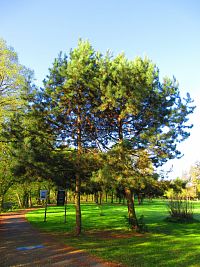 Zámecký park (Smiřice)