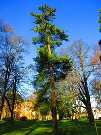 Zámecký park (Smiřice)