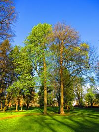 Zámecký park (Smiřice)