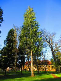 Zámecký park (Smiřice)